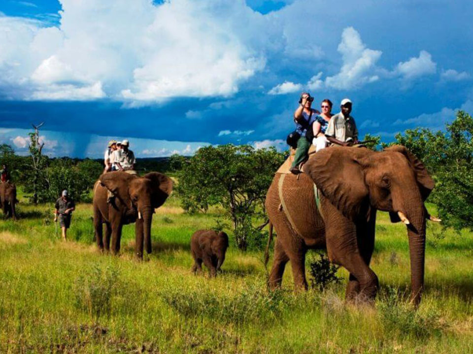 jungle safari in maharashtra