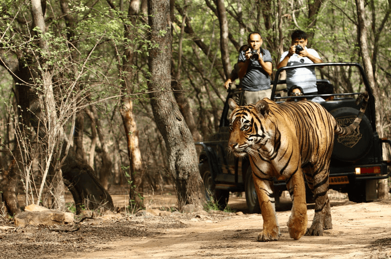 jungle safari in melghat